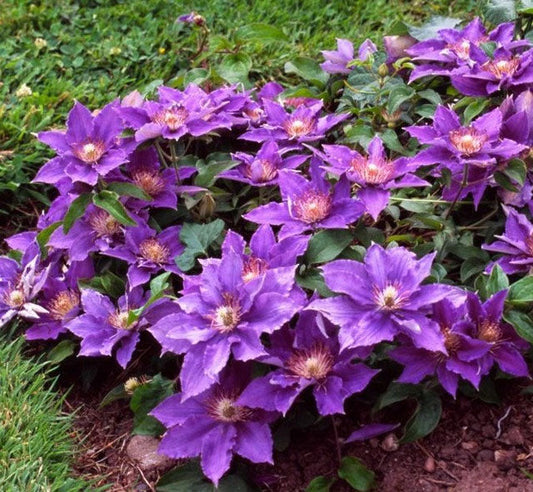 Bijou Clematis|  (Clematis 'EVIpo030')