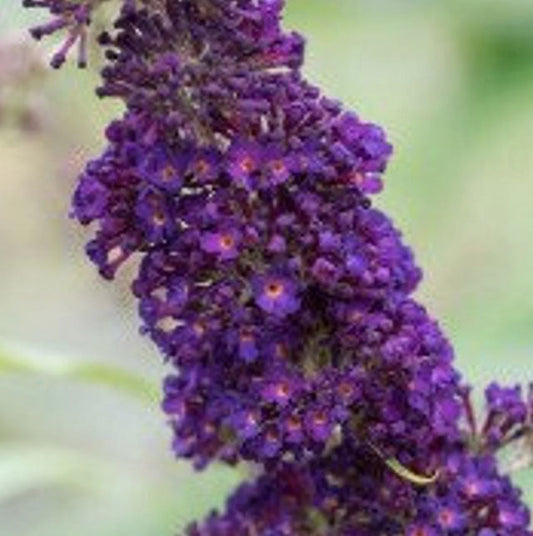 Black Knight Butterfly Bush | Buddleia davidii 'Black Knight' | Quart Plant