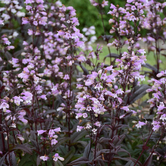 Blackbeard Penstemon  (Penstemon x 'Blackbeard')