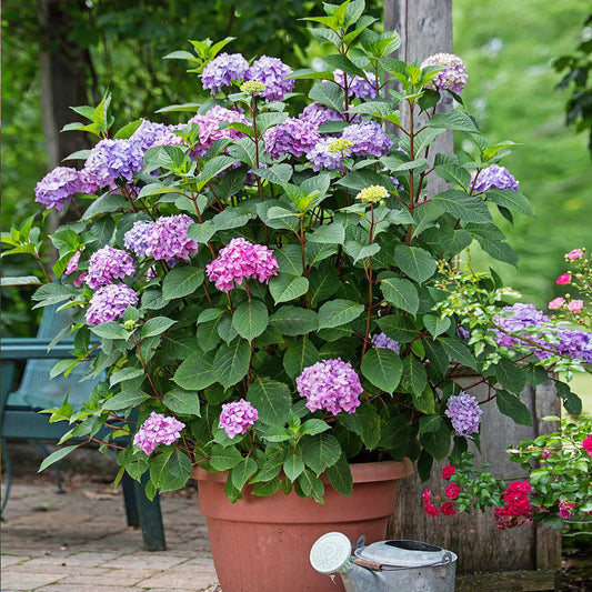 Endless Summer® BloomStruck® Hydrangea Shrub