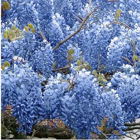 Blue Chinese Wisteria Tree | Wisteria sinensis – Online Trees