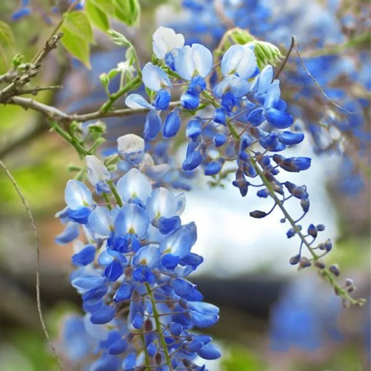 Blue Chinese Wisteria Tree Wisteria sinensis 1 & 3 Gallon Plants