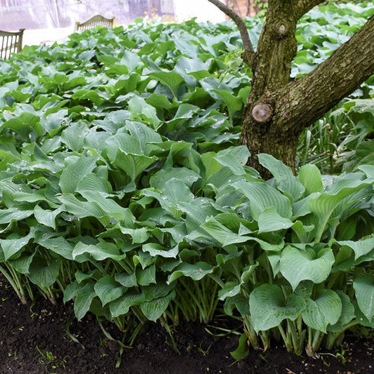 Blue Hosta Plantation Lily (Hosta sieboldiana)