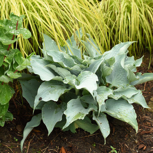 Blue Hosta (Dancing with Dragons Hosta sieboldiana)