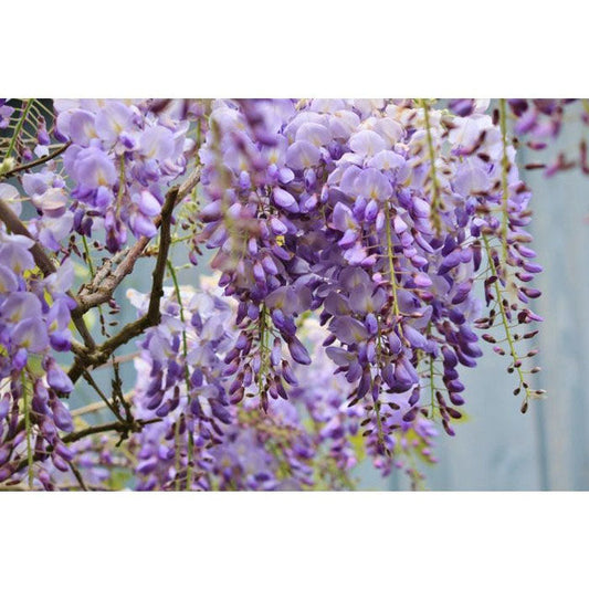 Blue Moon Wisteria Trees & Vines (Wisteria macrostachya 'Blue Moon')