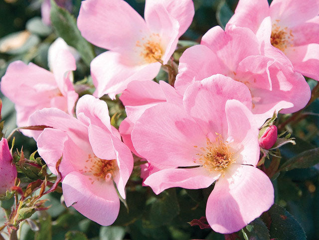 Blushing Pink Knockout Rose (Rosa ®Radyod' 'Blushing Pink') – Online Trees