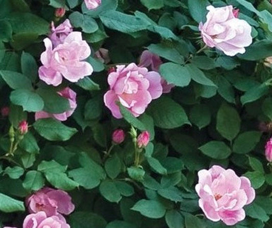 Blushing Pink Knockout Rose (Rosa ®Radyod' 'Blushing Pink')