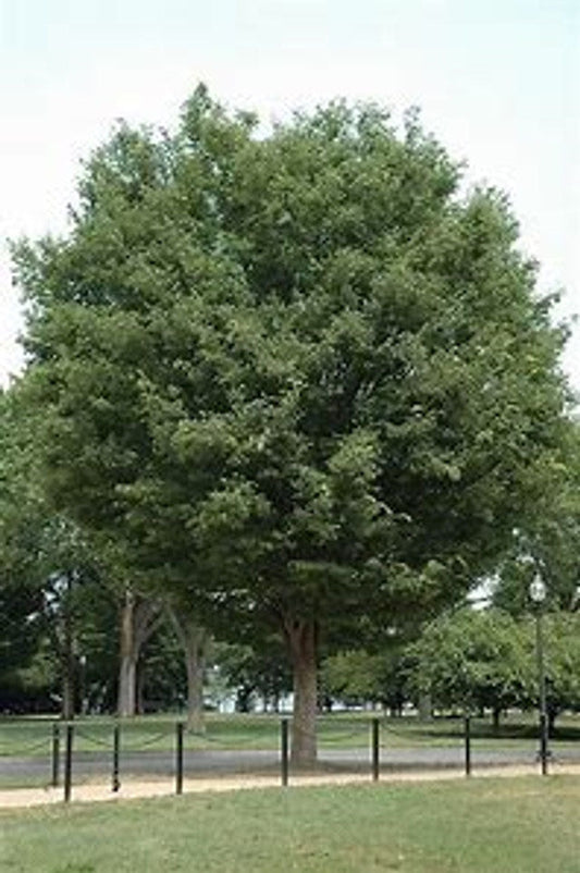 Bosque Elm® Tree | Ulmus parvifolia UOMTF' | 5 Gallon Tree