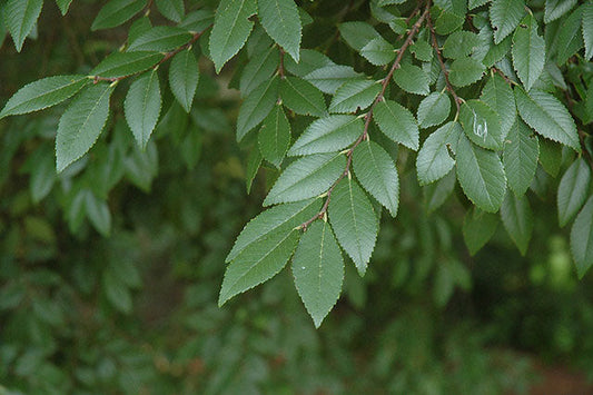 Bosque Elm® Tree | Ulmus parvifolia UOMTF' | 5 Gallon Tree