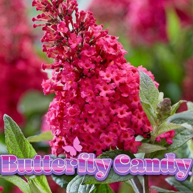 Lil Raspberry Buddleia Butterfly Candy™ 'Lil Raspberry'™ (Buddleia Butterfly Candy™ Lil' Rasp ...