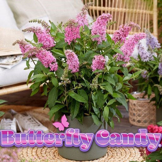 Butterfly Candy Lil' Taffy (Buddleia d. Butterfly Candy 'Lil' Taffy)