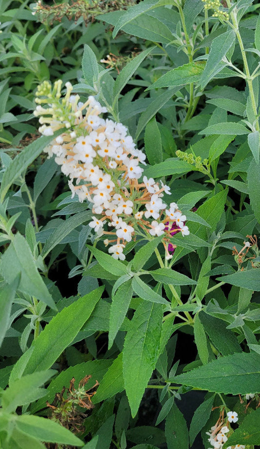 Buzz® Ivory Butterfly Bush