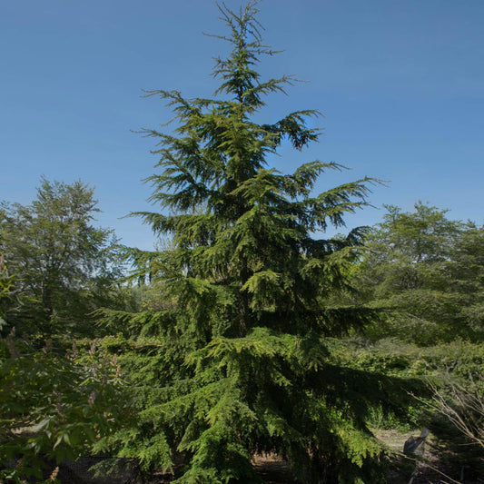 Canadian Hemlock Tree