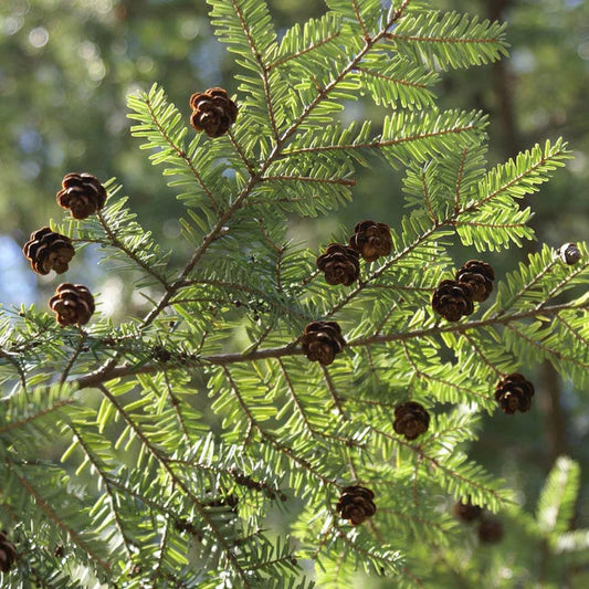 Canadian Hemlock Tree