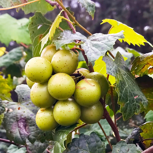 Carlos Scuppernong Grape Vine