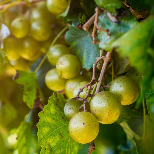 Carlos Scuppernong Grape Vine