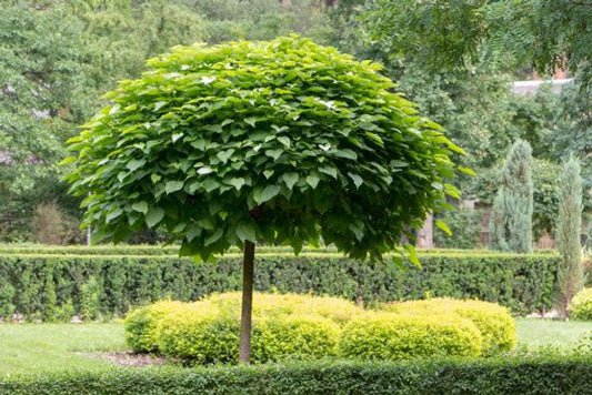 Catalpa Tree 'Super Seedling' | Southern Catalpa Tree| Cigar Tree | Catalpa bignoniodes | Quarts & 3 Gallon Trees