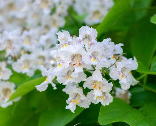 Catalpa Tree 'Super Seedling' | Southern Catalpa Tree| Cigar Tree | Catalpa bignoniodes | Quarts & 3 Gallon Trees