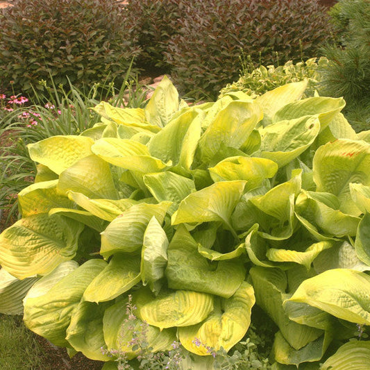Chartreuse Green Hosta (Sum and Substance Hosta sieboldiana)