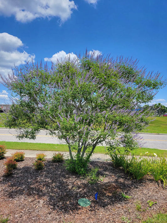 Shoal Creek Chaste Tree | Vitex angus castus 'Shoal Creek' | Quart, 1 & 3 Gal Plant