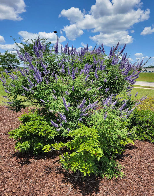 Shoal Creek Chaste Tree | Vitex angus castus 'Shoal Creek' | Quart, 1 & 3 Gal Plant