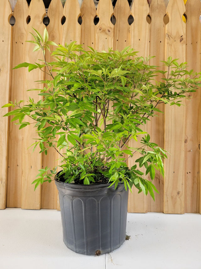 Shoal Creek Chaste Tree | Vitex angus castus 'Shoal Creek' | Quart, 1 ...