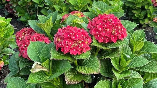 Cherry-Go-Round™ Hydrangea (Hydrangea m. ™HOKOMABURLAC')