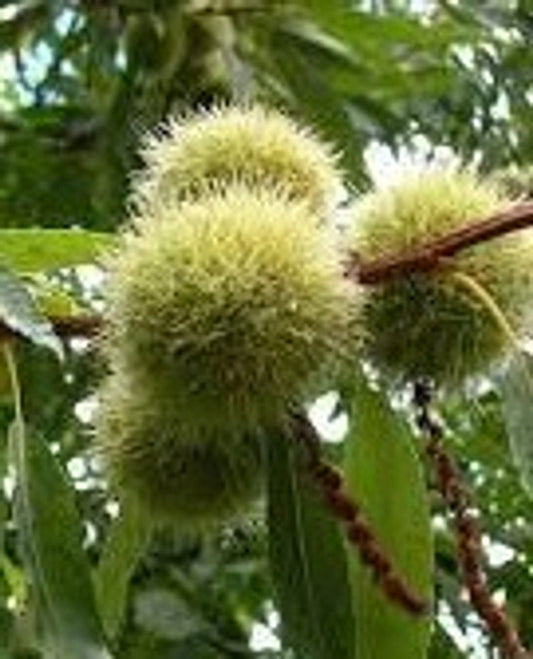 Chinese Chestnut Tree (Castanea mollissima)