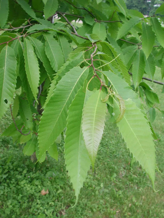 Chinese Chestnut Tree (Castanea mollissima)