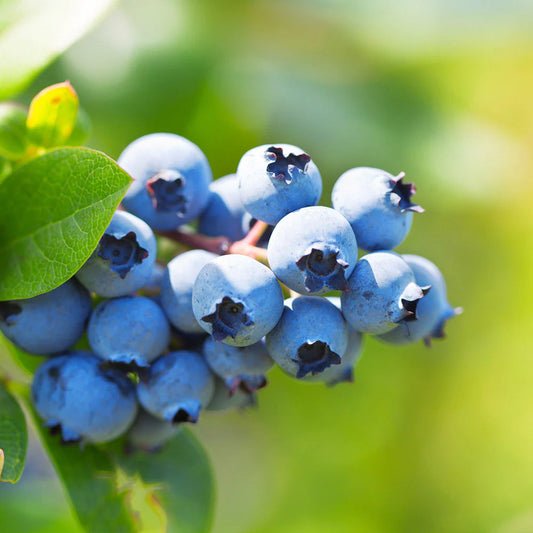 Climax Blueberry Bush