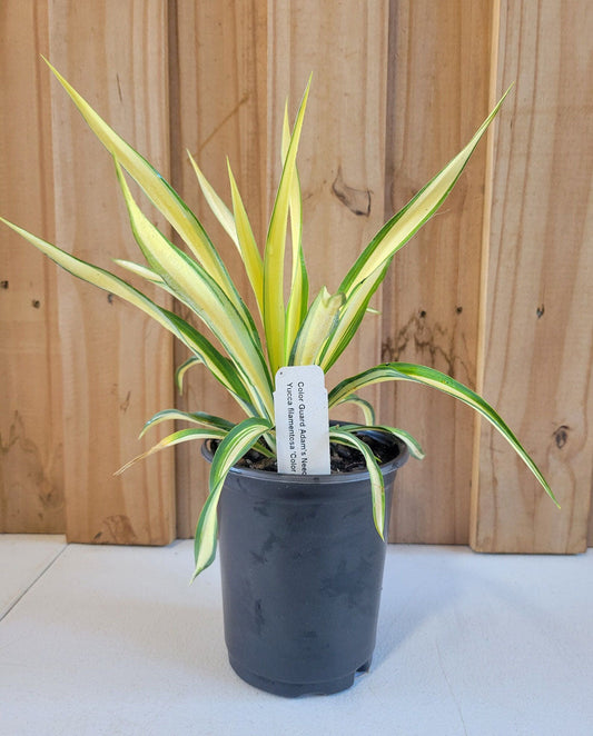 Color Guard Yucca | Yucca filamnetosa ‘Color Guard’ | Quart & 3 Gallon Plant