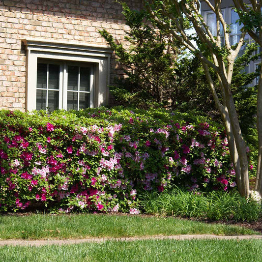 Conversation Piece Azalea Shrub