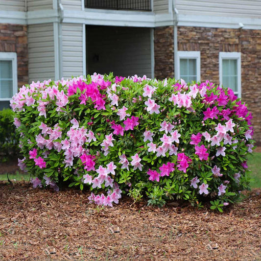 Conversation Piece Azalea Shrub