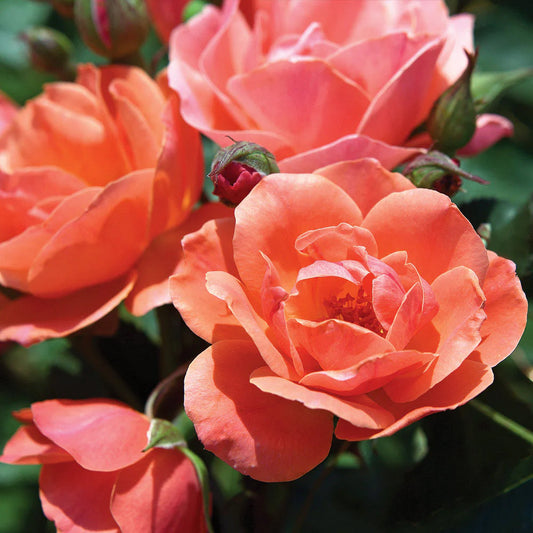 Coral Knock Out® Rose Shrub