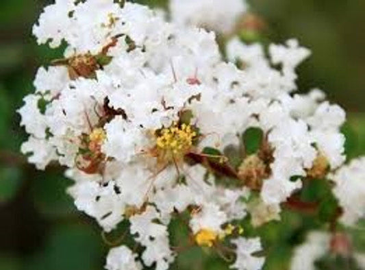 Crape Myrtle Collection | Lagerstroemia indica | 5 Gallon Plant