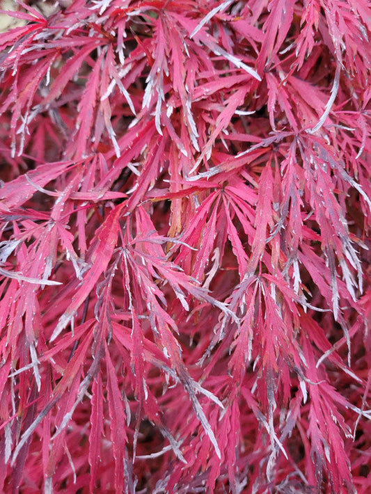 Crimson Queen Japanese Maple | Acer palmatum 'Crimson Queen' | Quart Plant