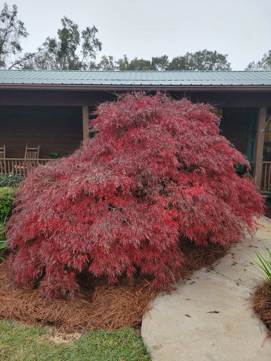 Crimson Queen Japanese Maple | Acer palmatum 'Crimson Queen' | Quart Plant