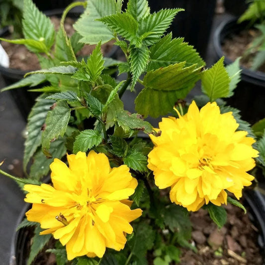 Double Flowering Japanese Kerria | Kerria japonica ®Plenifolia' | Quart , 1, & 3 Gallon Plant