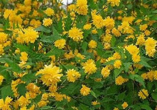 Double Flowering Japanese Kerria | Kerria japonica ®Plenifolia' | Quart , 1, & 3 Gallon Plant