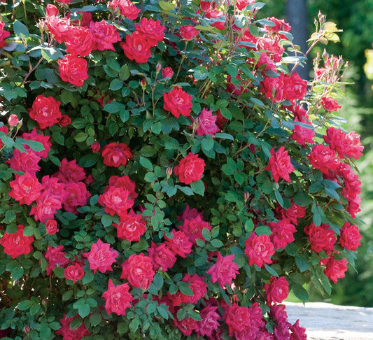 Double Red Knock Out Rose (Rosa x 'Radrazz')