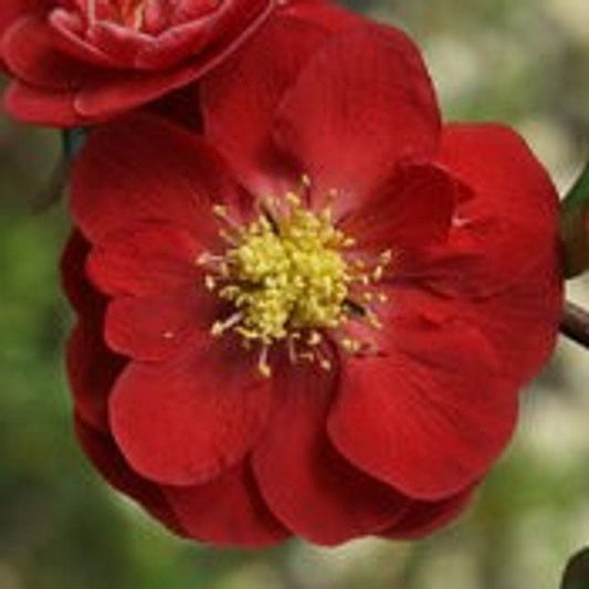 Scarlet Storm Double Take Flowering Quince |Chaenomeles speciosa ®Double Take Scarlet' USPP 20,951 | 1 Gallon Plant