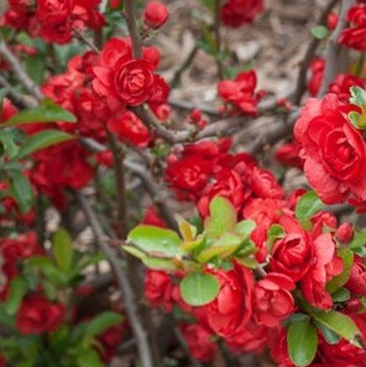 Scarlet Storm Double Take Flowering Quince |Chaenomeles speciosa ®Double Take Scarlet' USPP 20,951 | 1 Gallon Plant