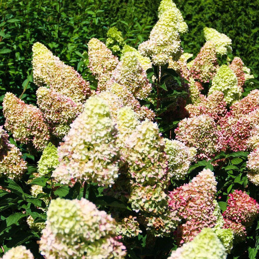 Dragon Baby Hydrangea™ (Panicle Hydrangea)
