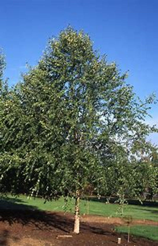 Dura Heat® River Birch Tree Multi-Stem | Betula nigra ®BNMTF' | 5 Gallon Tree 4-5' Feet Tall