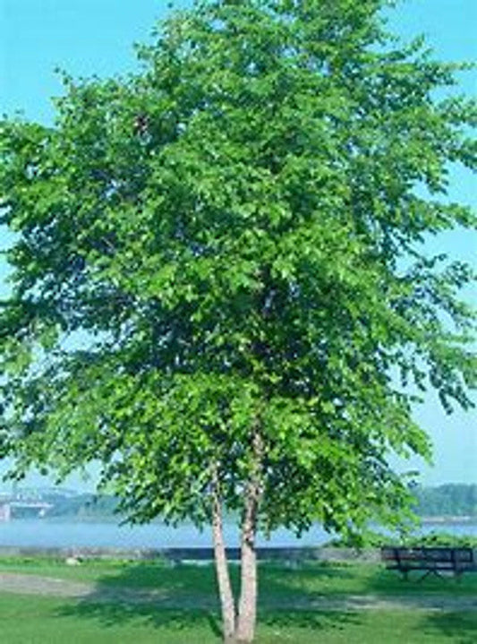 Dura Heat® River Birch Tree Multi-Stem | Betula nigra ®BNMTF' | 5 Gallon Tree 4-5' Feet Tall