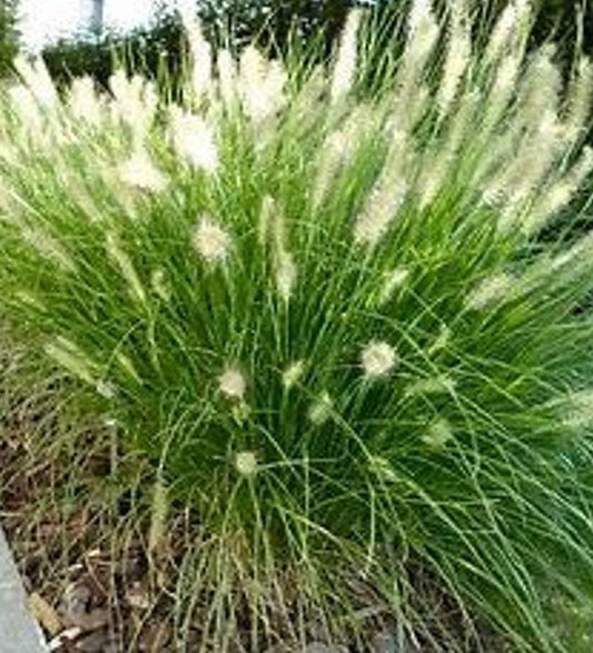 Dwarf Fountain Grass (Pennisetum alopecuroides 'Hameln')