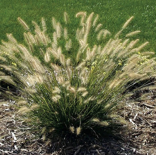 Dwarf Fountain Grass (Pennisetum alopecuroides 'Hameln')