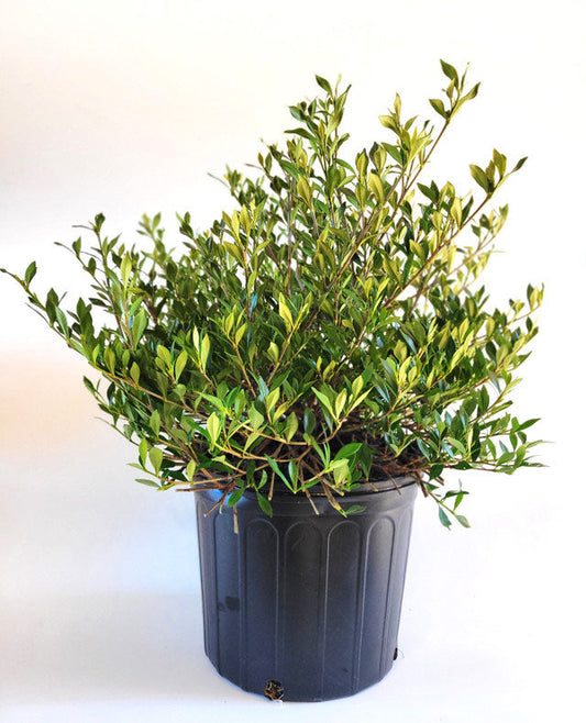 Dwarf Gardenia Radican Shrub | Gardenia jasminoides 'Radicans' | 1 & 3 Gallon Plant