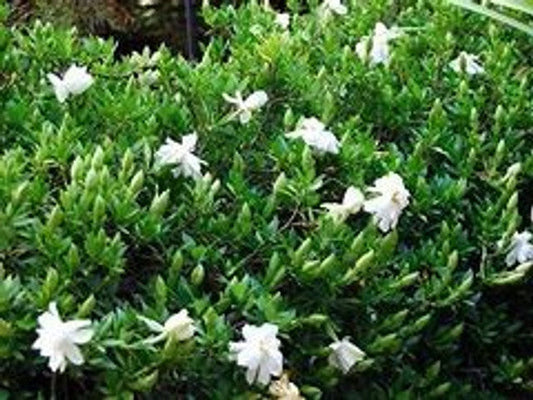 Dwarf Gardenia Radican Shrub | Gardenia jasminoides 'Radicans' | 1 & 3 Gallon Plant