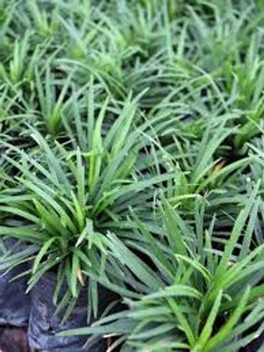 Dwarf Mondo Grass  (Ophiopogon japonicus)